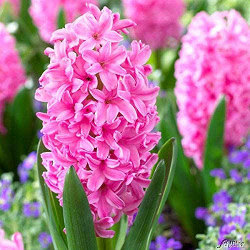 Hyazinthe 'Pink Pearl' - 5 Stück