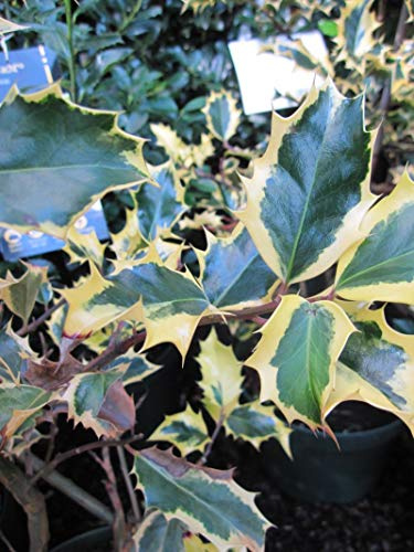 Ilex aquifolium Madame Briot - Stechpalme Madame Briot - 30-40