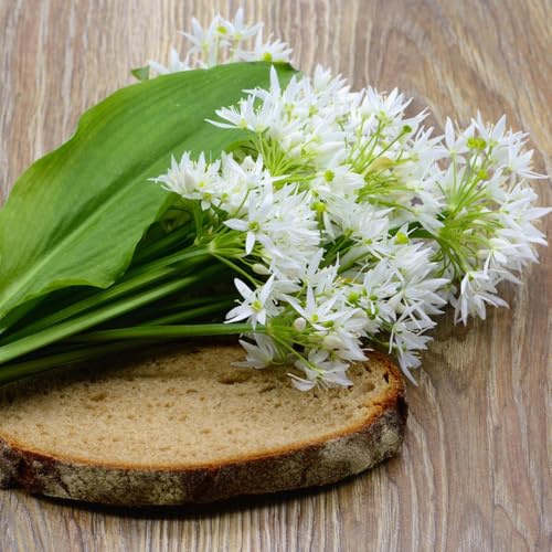 comprar semillas de ajo silvestre, jardín de resistentes en resistentes para el jardín verdes balcón 80pcs
