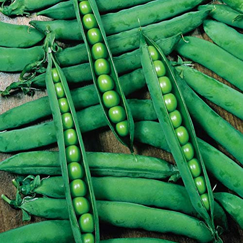 Bolly Bulbs® - Garden Pea Seeds 'Hurst Green Shaft' (35 Seeds)