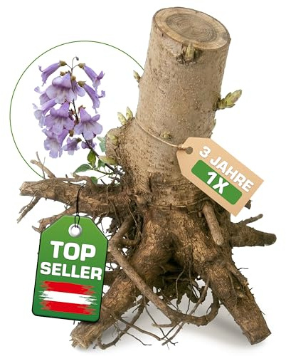 1x Blauglockenbaum Paulownia Shandong – 3-jähriger Wurzelstock – schnellwachsender Kiribaum mit blauvioletten Glockenblüten – winterhart bis ca. -15 °C – Zier-, Schatten- & Wertholzbaum
