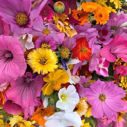 Wildblumen Mix 'mit über 60 Arten/Sorten' Wildblumen. Blüht von Juni bis zum ersten Frost ! (1m²)