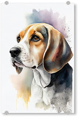 artboxONE Acrylglasbild 30x20 cm Tiere Beagle-Porträt Bild hinter Acrylglas - Bild Tier Bulldogge Bunte