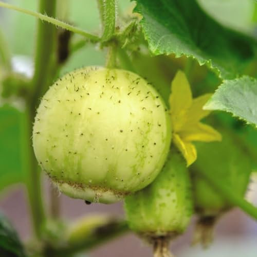 Cucumber 'Crystal Apple' - Kew Vegetable Seed Collection - Unique Heritage Variety for Pickling & Salads - Crunchy Sweet Flesh - 1 Packet (30 Seeds) by Thompson and Morgan