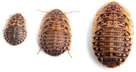 Fluker's Live Dubia Roaches, Premium Feeder Insects for Reptiles, Amphibians, and Arachnids (100 Count Large)