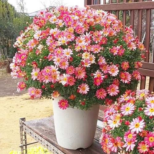 Semi di margherita perenne-da giardino perenni resistenti,per esterni vaso per,crescita rapida decorazione da giardino 800pcs