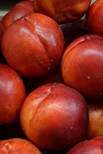 pianta di Pesco Noce Maria Carla albero di pesca noce già innestata varietà Maria Carla Età 2 anni pianta da frutto di pesche noci pianta vera di pesca noce venduta da eGarden.store