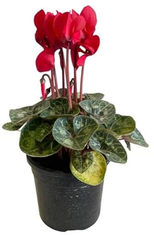 Planta de Ciclamen con Flores de Muchos Colores Planta Natural Interior y Exterior
