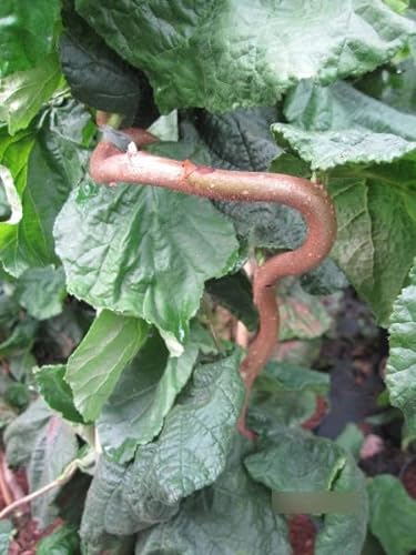 Corylus avellana Contorta - Korkenzieher Haselnuss - 60-80