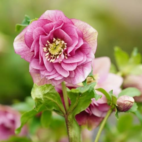 christrose christrosen, hochbeet blumendeko für sonnige plätze gartendeko für draußen balkonpflanzen kräuterpflanzen 50samen