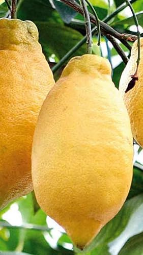 Pianta di Limone Lunario in Fitocella - Rifiorente 4 Stagioni