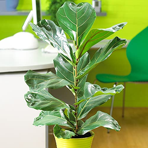 1 x Ficus Lyrata | Premium Zimmerpflanze Geschenk zum Verkauf | 30-40cm mit Topf