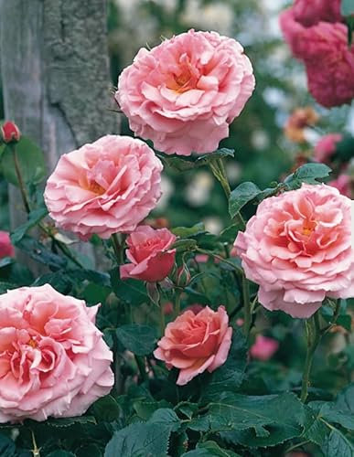 Rose Pink Colour Climbing Rose Plant in A 3 Litre Pot- Gorgeous Rose Pink Colour