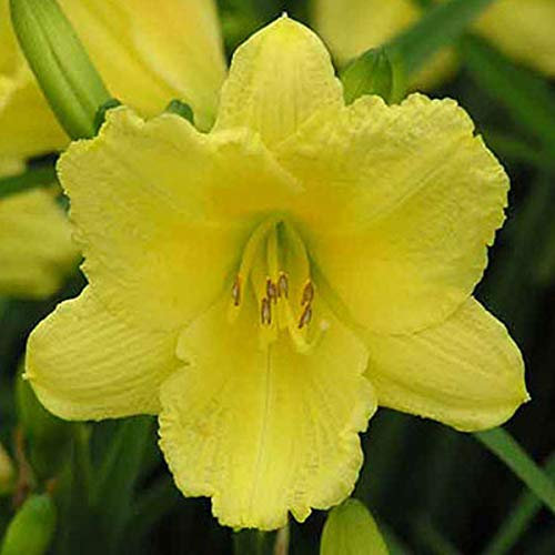 6 x Lis d'un jour, Hémérocalle 'Happy Returns' - Hemerocallis - Godet 9x9cm - Fleurs jaunes, floraison estivale, massifs