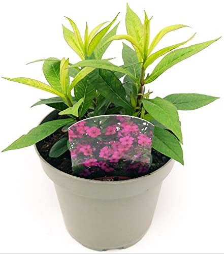 POWERS TO FLOWERS - PHLOX VIOLA, pianta vera