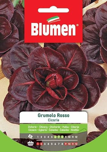 SEMI CICORIA GRUMOLO ROSSO BLUMEN SEMENTI ORTO