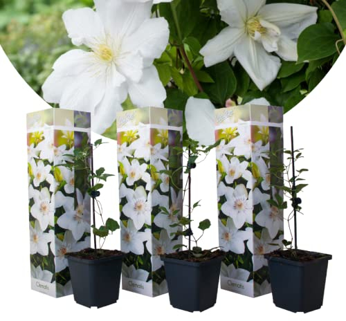 Plant in a Box - Clematis hybrid 'Mme Le Coultre' - 3er Set - Kletterpflanze mit leuchtend weißen Blüten - Pflegeleichte, Winterharte Gartenpflanze - Topf 9cm - Höhe 25-40cm