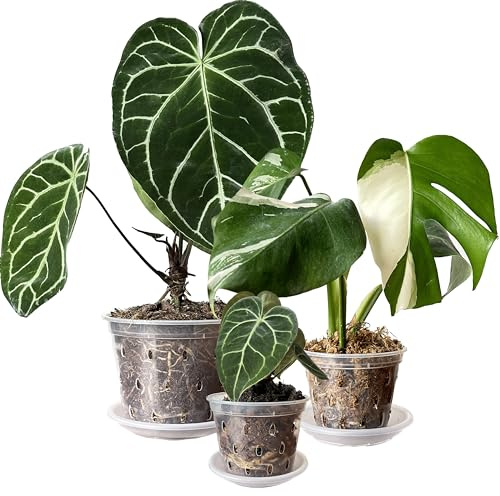 11cm 14cm 17cm Clear Plants Pots Flower Pots with Holes and Saucers For Tropical plant Orchid Anthurium Clarinervium Monstera (9, 3 each of 11cm,14cm,17cm)