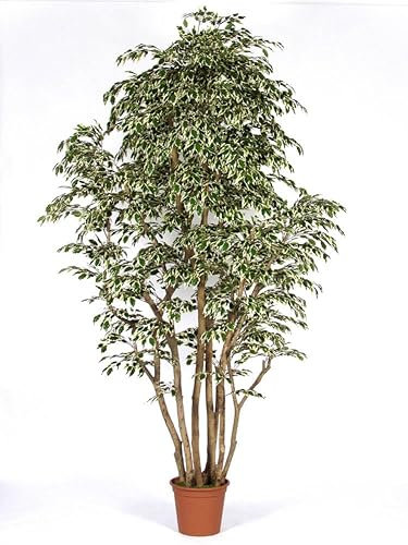 artplants.de Kunststoff Ficus Benjamini MIMITIGO, Echtstämme, grün-weiß, 175cm - Made in Italy - Künstlicher Ficus