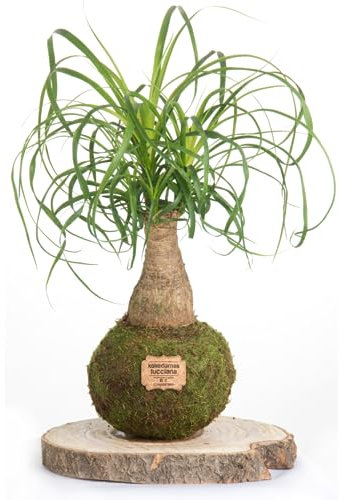 Kokedama Beaucarnea Natural - Kokedama Interior | Bola de Musgo Vivo | Planta Natural | Planta Interior | Decoración Hogar | Fácil Cuidado y Mantenimiento