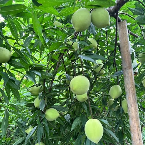 40 piezas Semillas resistentes del melocotonero - columnar resistente, de nectarina resistente, exóticas resistentes, bonsái de interior bonsái jardín