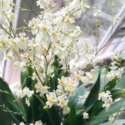 orchidea oncidium - primaverili, resistenti in vaso decorazione organica per balcone d'appartamento purificatrici d'aria decorativo 200semi