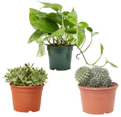 Verdecora Pack Oficina Verde | Cactus + Crasa + Potho en maceta Ø13cm | Set de Bajo Mantenimiento | Purificadoras de Aire