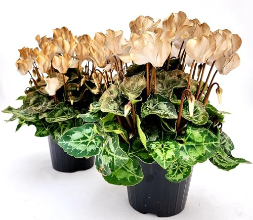 POWERS TO FLOWERS - CICLAMINO COLOR LIFE ORO, 2 PIANTE, VASO 12CM DIAMETRO, piante vere