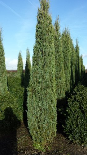 blauer Raketen Wacholder Juniperus scopulorum Blue Arrow 60 - 80 cm hoch im 4 Liter Pflanzcontainer