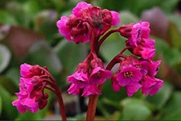 Neu! 25+ Winter-Glühen Bergenia Bodendecker Blumensamen/Perennial : Seeds Only