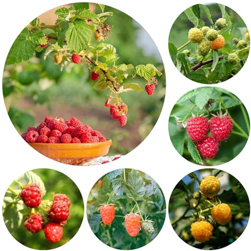 semi di lampone, giardino biologici, resistenti 250pcs