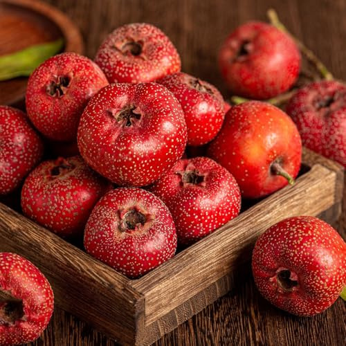 weißdornsamen pflanzensamen winterharte stauden mehrjährig kräutersamen obstsamen hochbeet balkon bonsai bäumchen kaufen säulenobstbäume obstbäume zimmerbonsai bonsai balkongarten 100samen