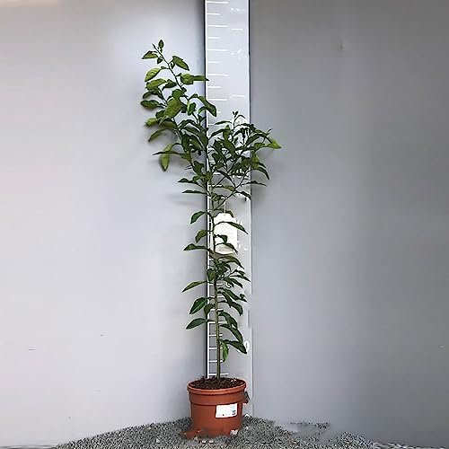 SAVINI VIVAI Naranjo cítrico de naranjo amargo en maceta de 20 cm altura 70 cm 2-3 años de injerto, fabricado en Italia
