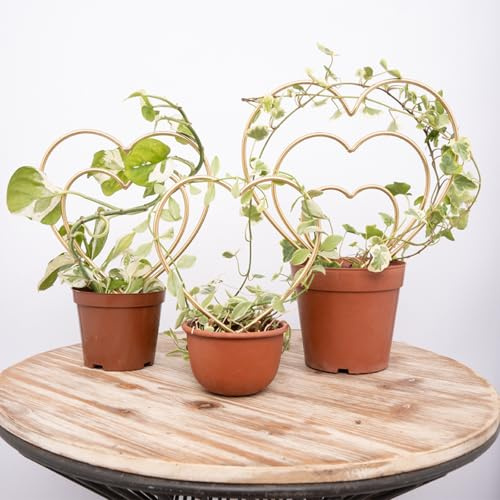 Gotrays Juego de 3 enrejados para plantas de interior, mini marcos dorados en forma de corazón para plantas de interior trepadoras, hiedra y potos, soporte pequeño para plantas en maceta para uso en
