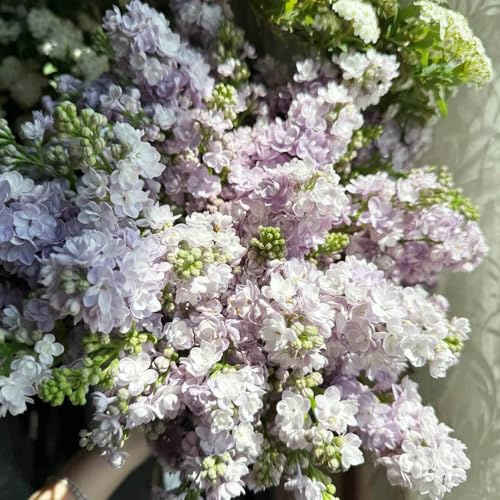 Semi di lillà, giardino perenni resistenti balcone decorazioni esterno 150pcs