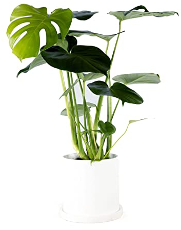 Perfect Plants Swiss Cheese Indoor Plant Monstera Deliciosa 50-60cm Tall