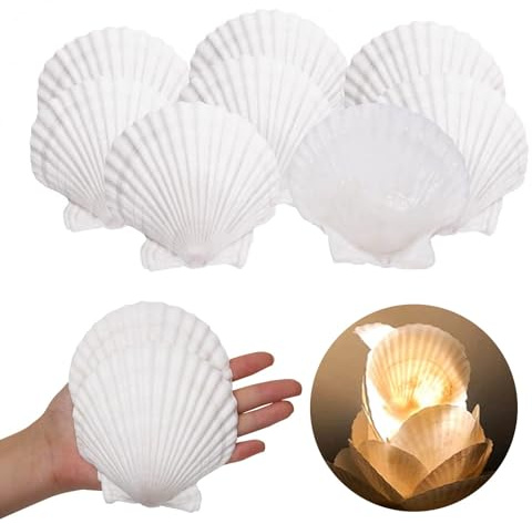 10 st skaldekoration stor storlek ca 10–12 cm kammusslor konkyl naturlig conch skal kök kammussla ficka hantverk aptitretare tallrik mellanmålsdekoration