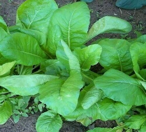 100 semi di senape verde
