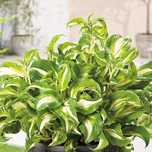 Funkie 'Mediovariegata (grün-weiß)