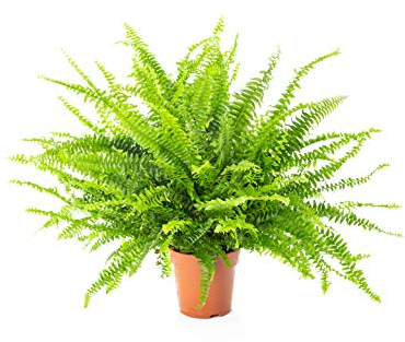 AIRY Helecho - Nephrolepis exaltata - Purificador de aire natural para un mejor clima interior - Adecuada para la innovadora maceta AIRY (12cm)