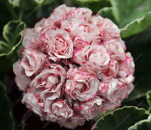 Babypink: Svi fresca 100 Pz fresco geranio per piantare i semi babypink