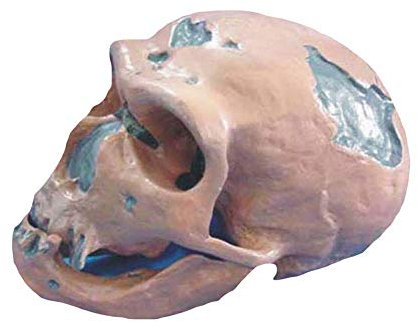 TONZN Human Anatomy Skull Model – Caveman Skull Model – Medical Anatomy Skull and Skeleton Bones Model – Life Size Replica Human Skull Bone Medical Teaching Model Anatomy Biology