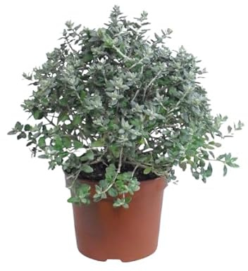 Olivilla Natural Arbusto Perenne de Jardín - Cuidado Simple