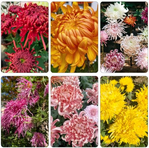 crisantemos decoración prado de silvestres, siembra de otoño, perenne comprar semillas silvestres crisantemo semillas prados jardín interior 60pcs