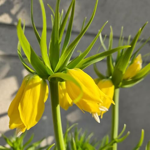 fritillaria bulbi corona imperial decorazione balconi giardino corona imperiale rigenerazione tetti balcone primavera 2 pezzi