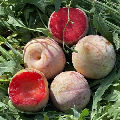 pflaumenbaum - kletterpflanzen balkonpflanzen topfpflanzen draußen stauden winterhart mehrjährig bonsaibaum outdoor garten hochbeet balkon exotische zimmerpflanzen bodendecker 35samen