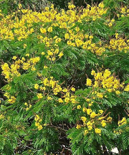 Semillas de Árbol Flamboyán Amarillo, (Peltophorum Pterocarpum) 15 semillas