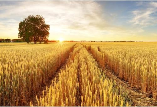 Baocicco 8x6.5ft Background Field Freshly Bales Harvest Sunset Photography Backdrop Autumn Agriculture Straw Country Harvest Reap Farmland Photo Studio Props Wallpaper Shoot Booth PhotoCall