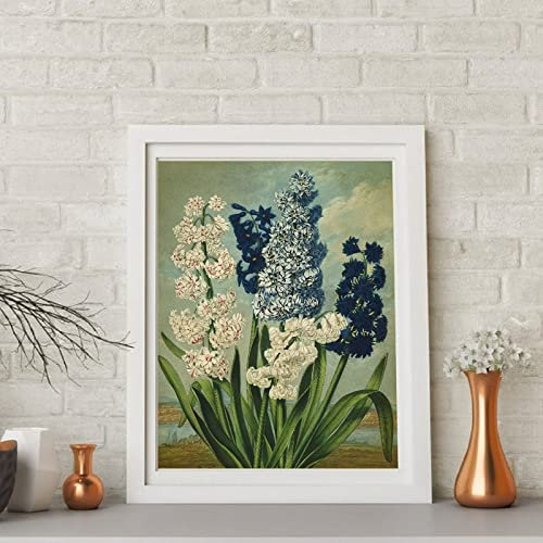 QITEX Abstrakte Bilder Botanischer Kunstdrucke Hyazinthen Blume Illustration Poster Vintage Botanische Gemälde leinwand bilder Botanik Wandbilder Home Room Deko 40x60cm ohne Rahmen