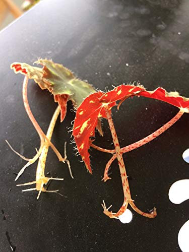 Portale Cool Begonia Rex Talee X 9